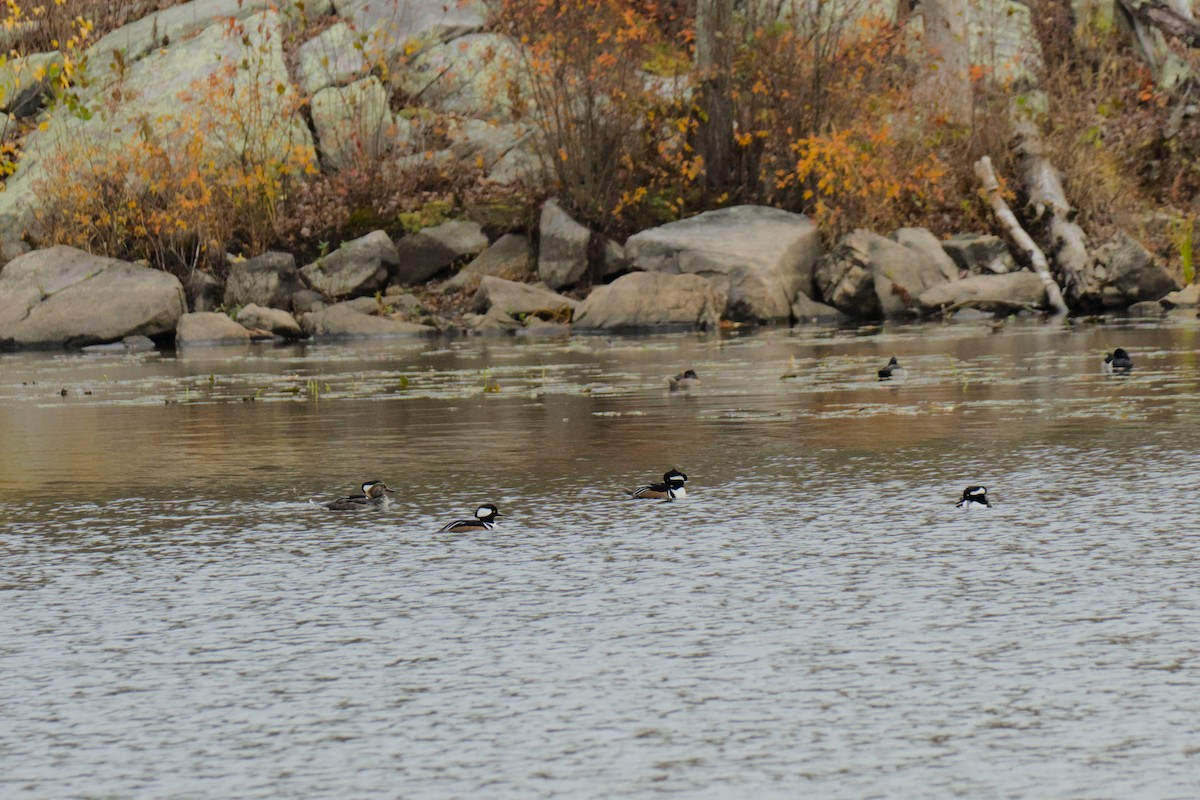 Hooded Merganser - ML644888689