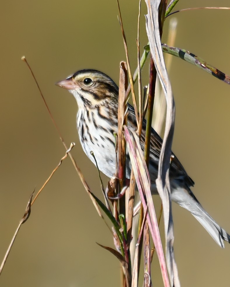 稀樹草鵐 - ML644888692