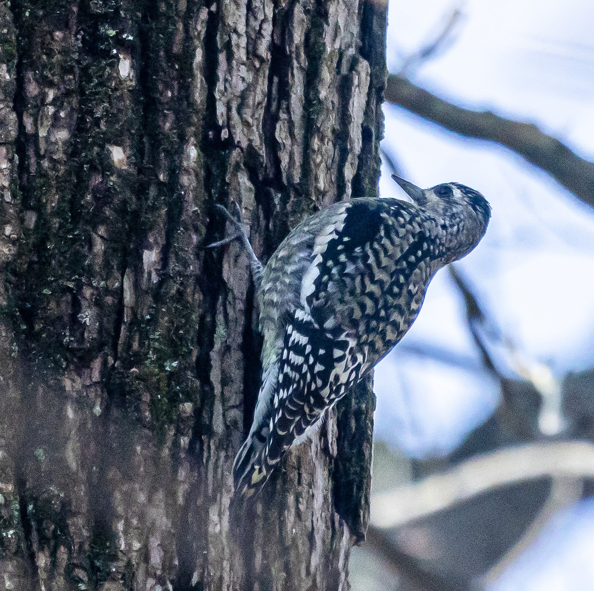 Yellow-bellied Sapsucker - ML644888702