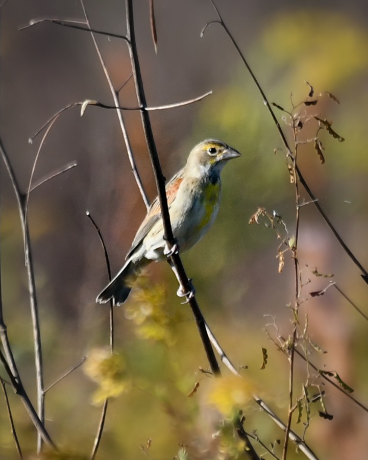 Dickcissel - ML644888705