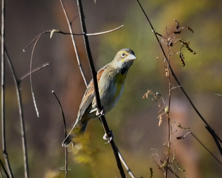 Dickcissel - ML644888706