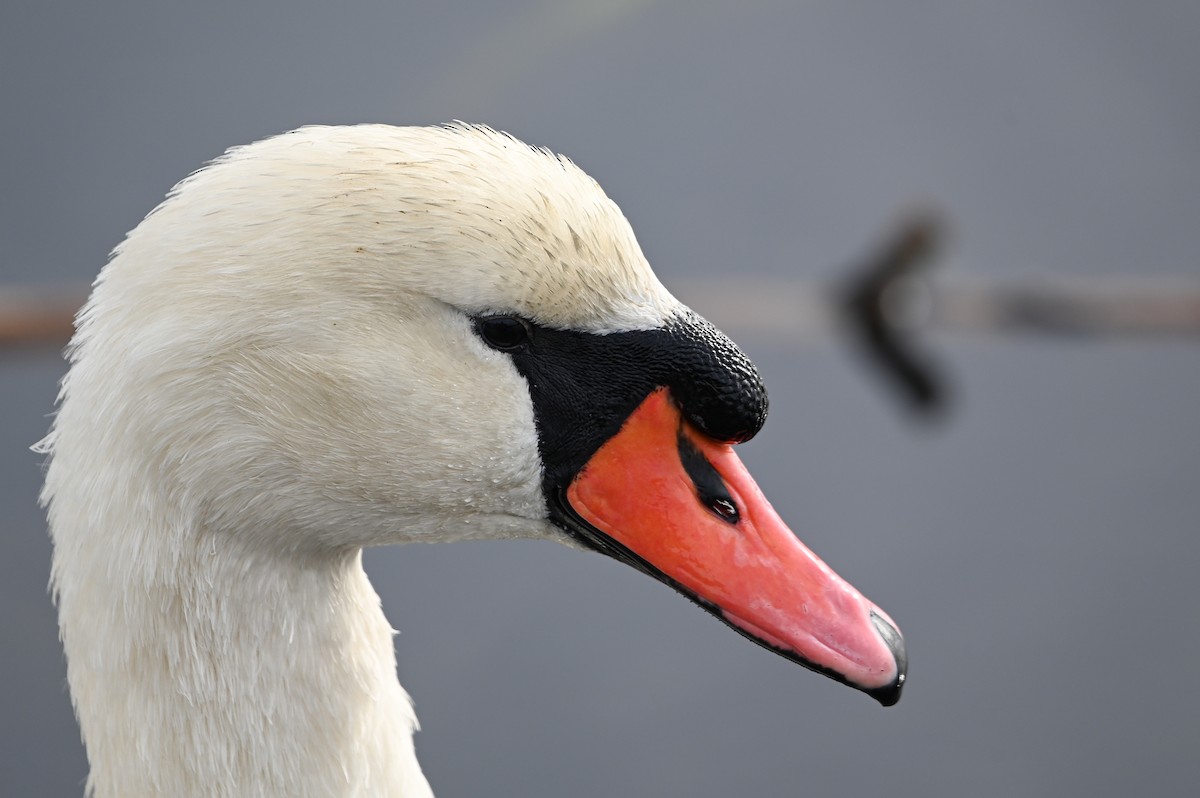 Mute Swan - ML644888718