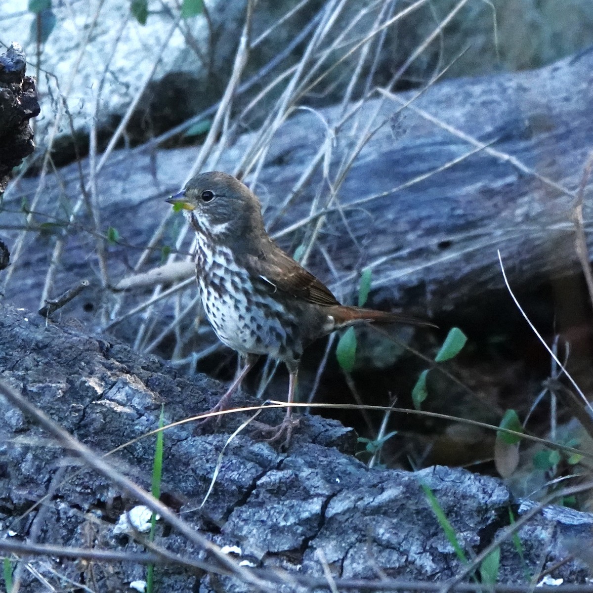 Fox Sparrow - ML644888731