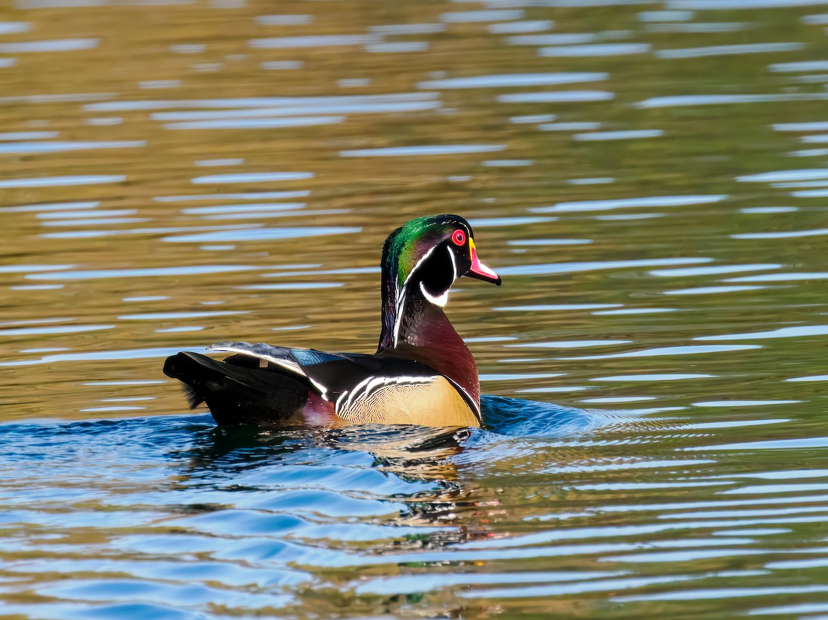 Ahate karolinarra - ML644888735