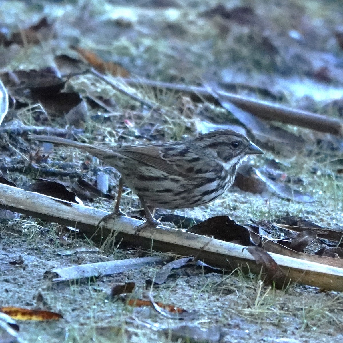 Song Sparrow - ML644888741
