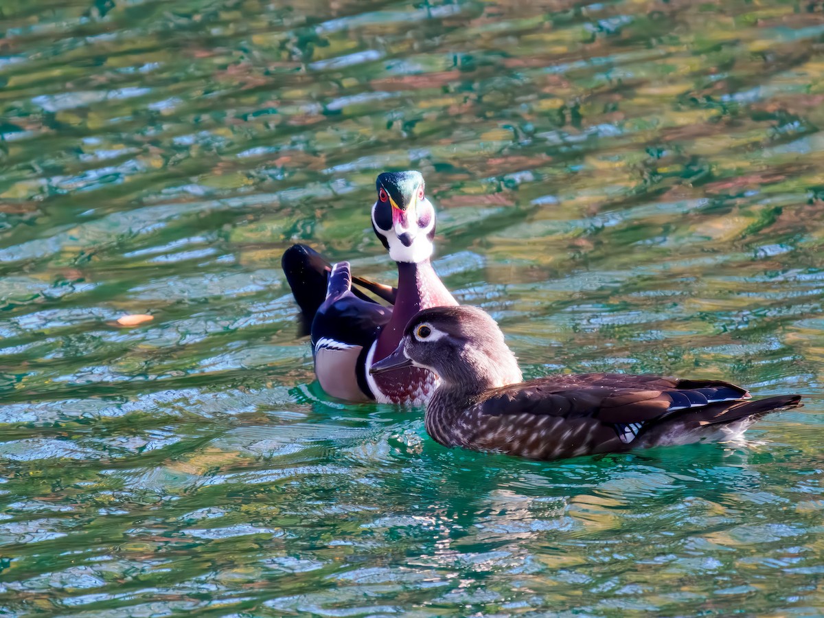 Ahate karolinarra - ML644888742