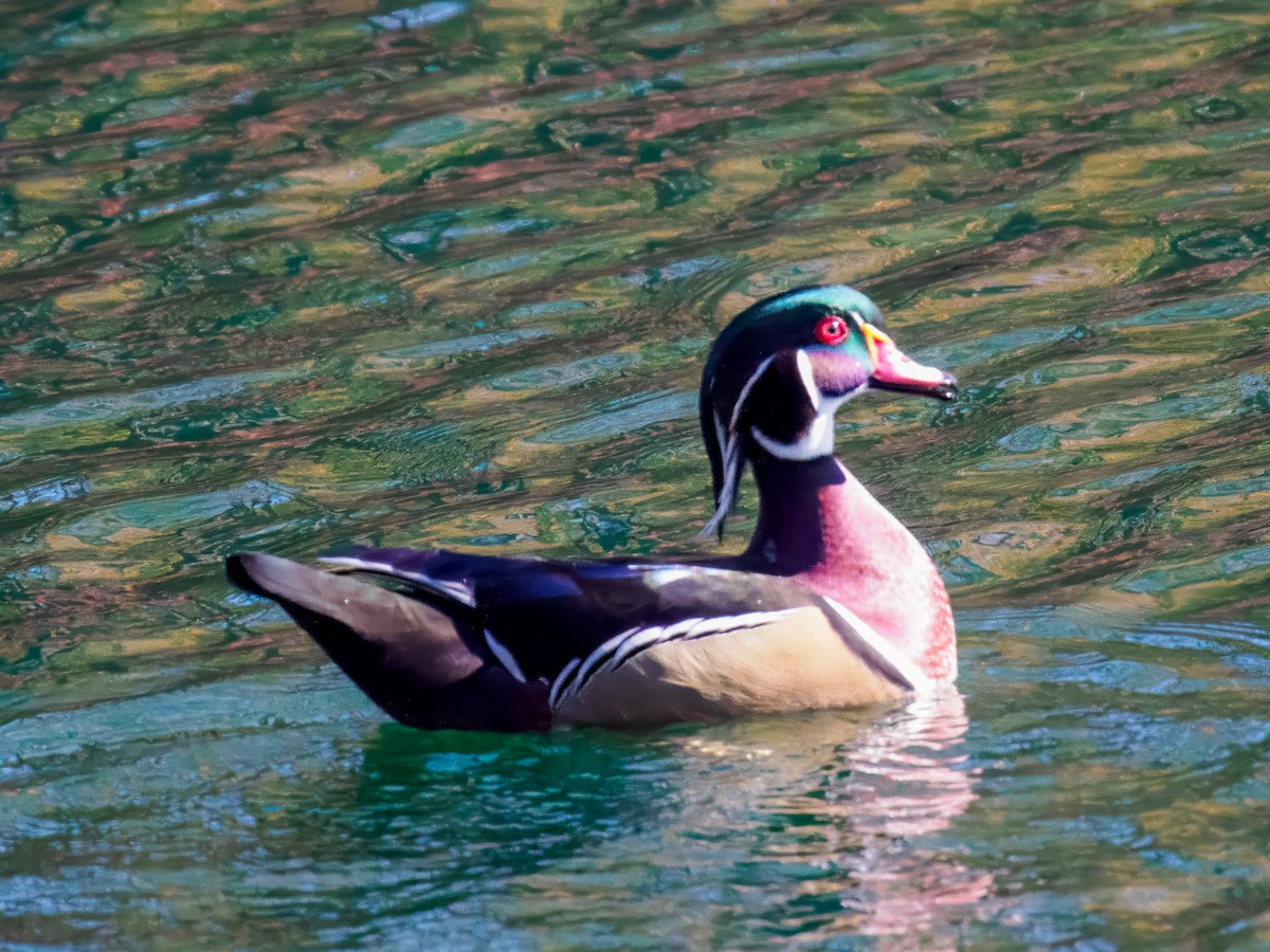 Ahate karolinarra - ML644888743