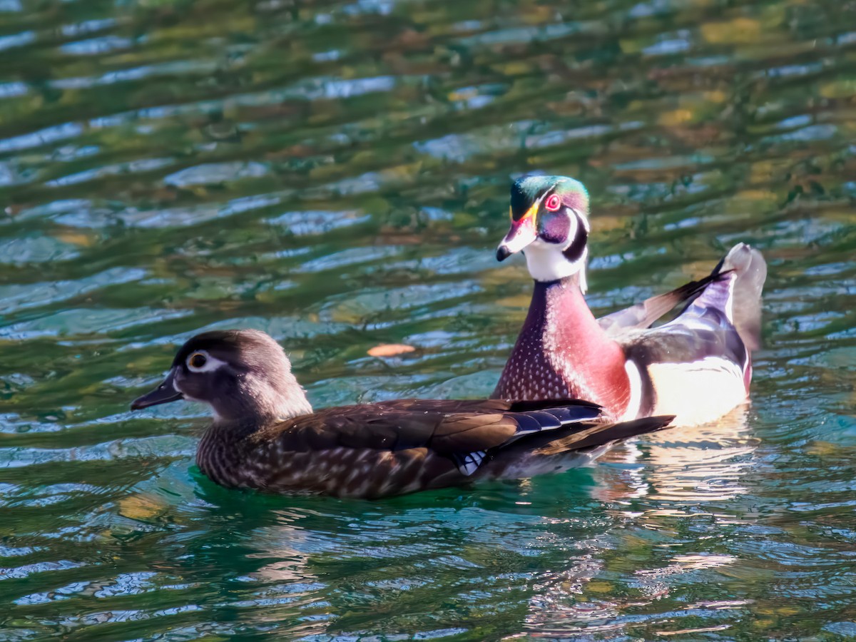 Ahate karolinarra - ML644888744