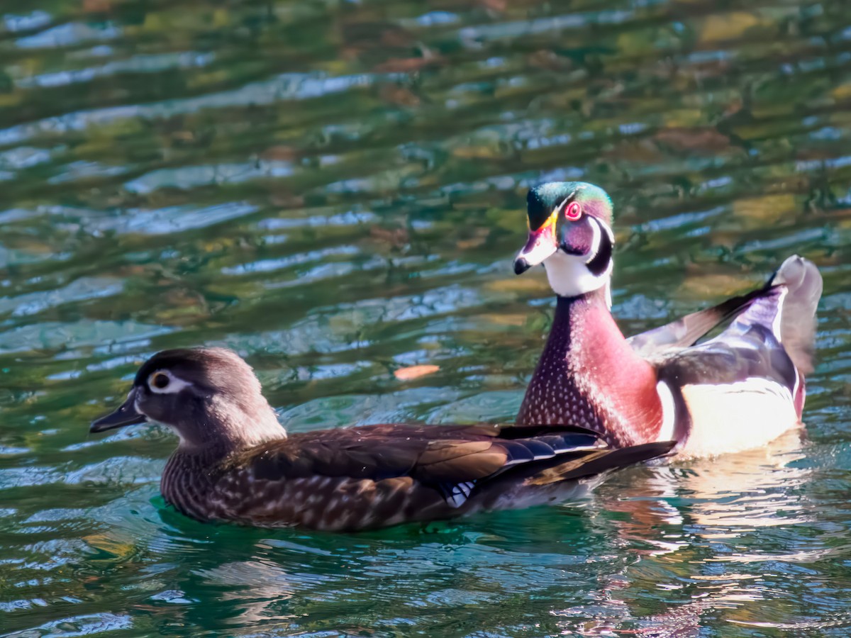 Ahate karolinarra - ML644888745