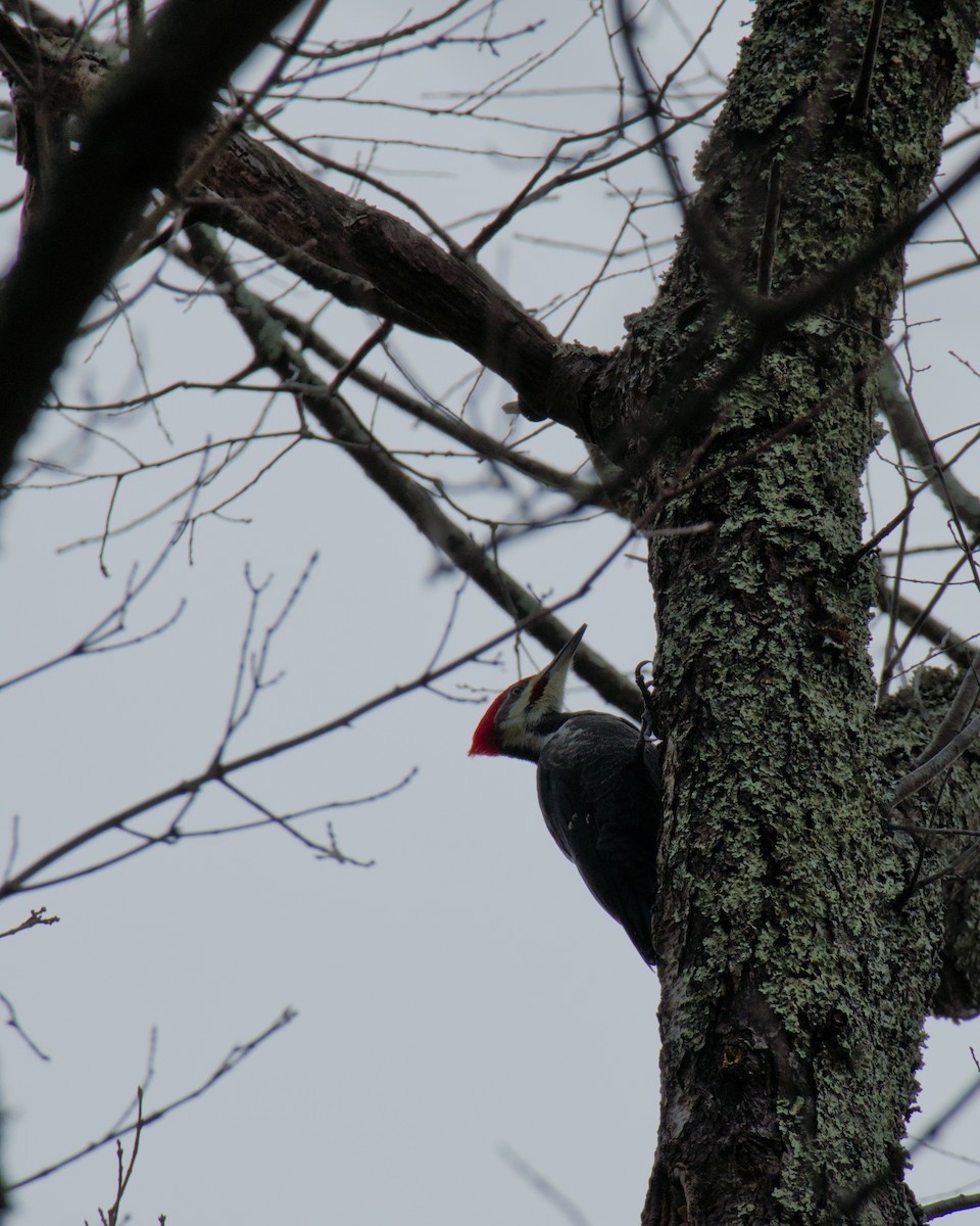 Pileated Woodpecker - ML644888764