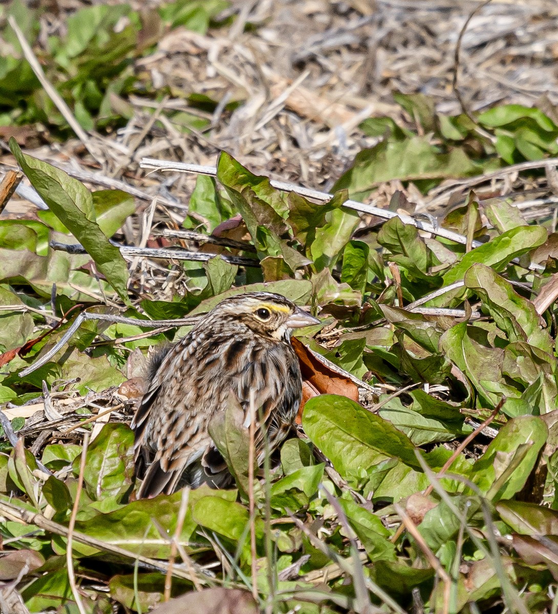 Savannah Sparrow - ML644888768
