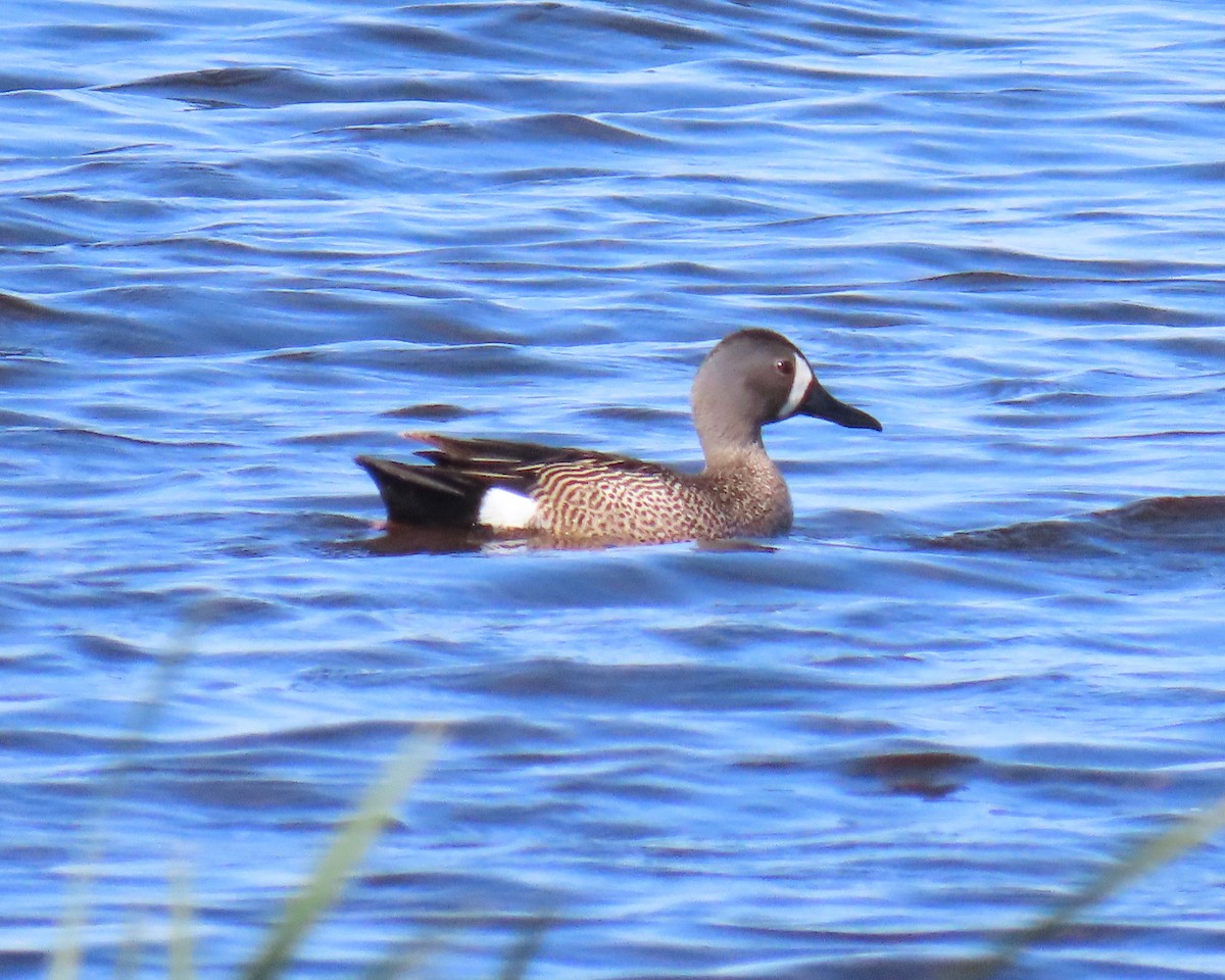 Zertzeta hegalurdina - ML644888795