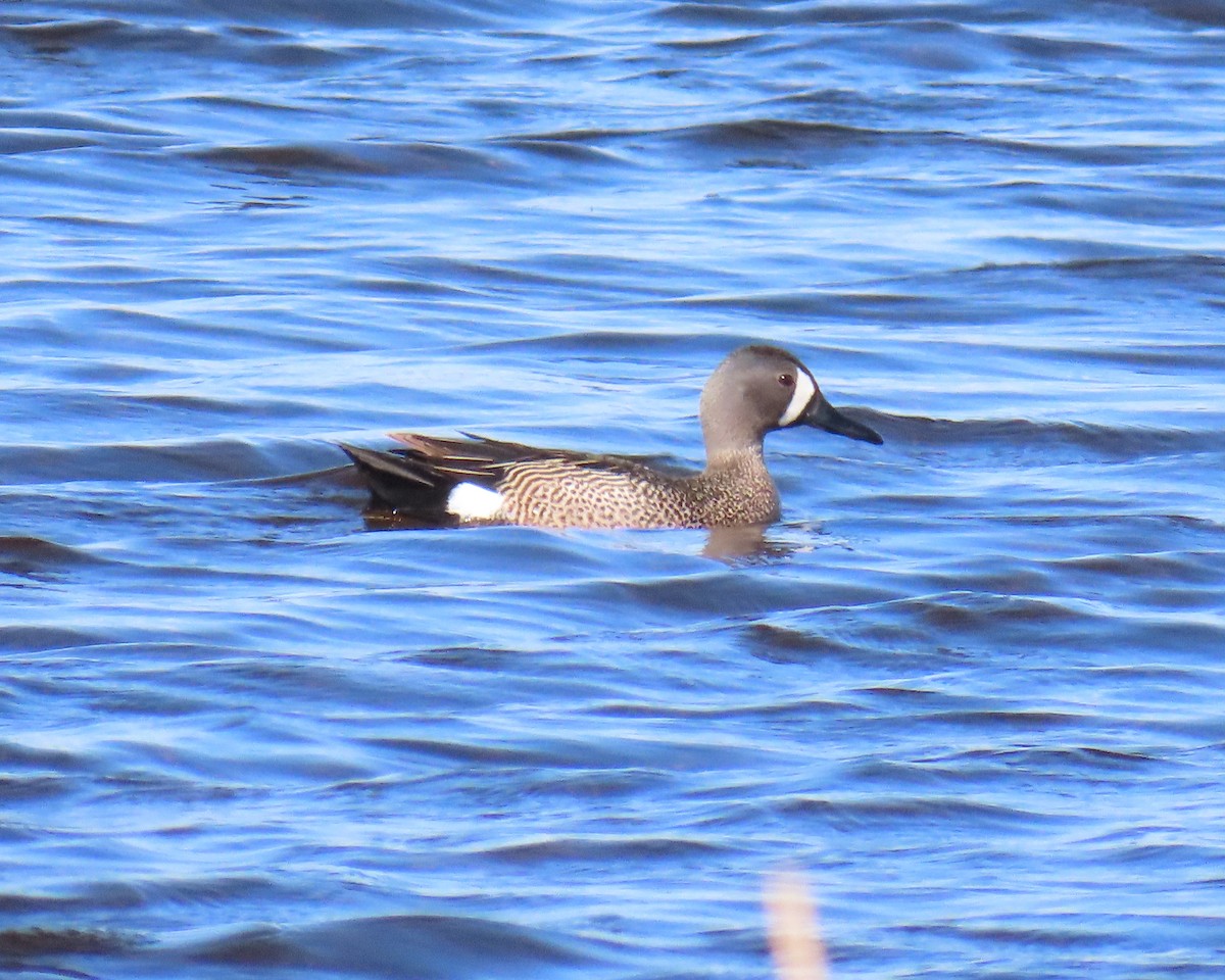 Zertzeta hegalurdina - ML644888796