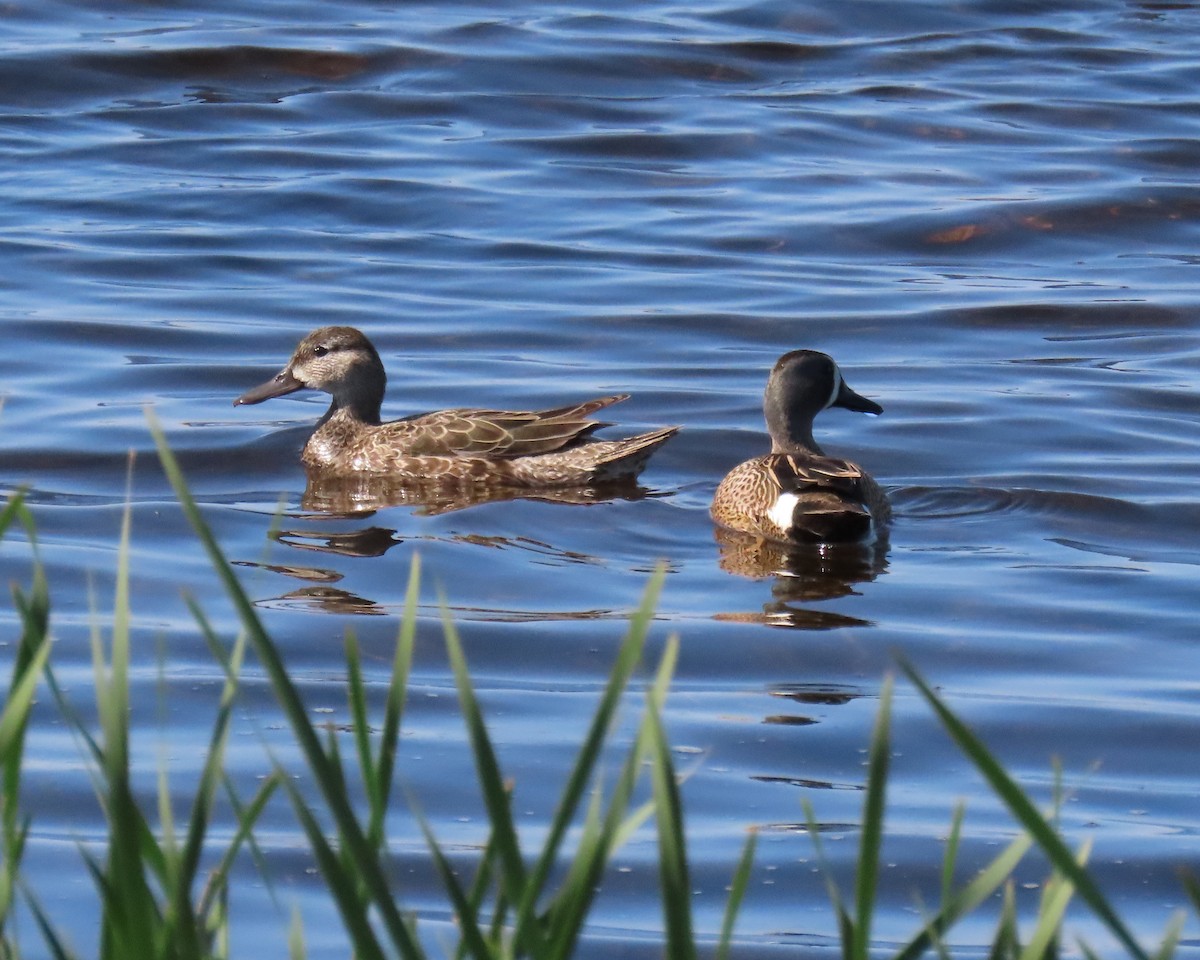 Zertzeta hegalurdina - ML644888797