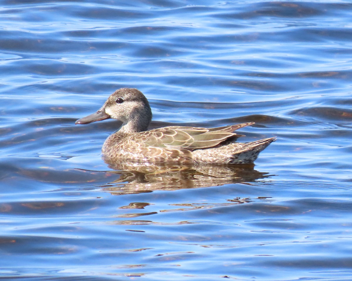 Zertzeta hegalurdina - ML644888799