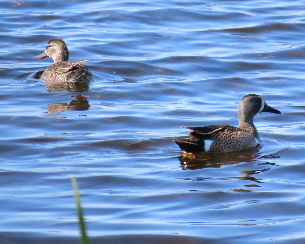 Zertzeta hegalurdina - ML644888800