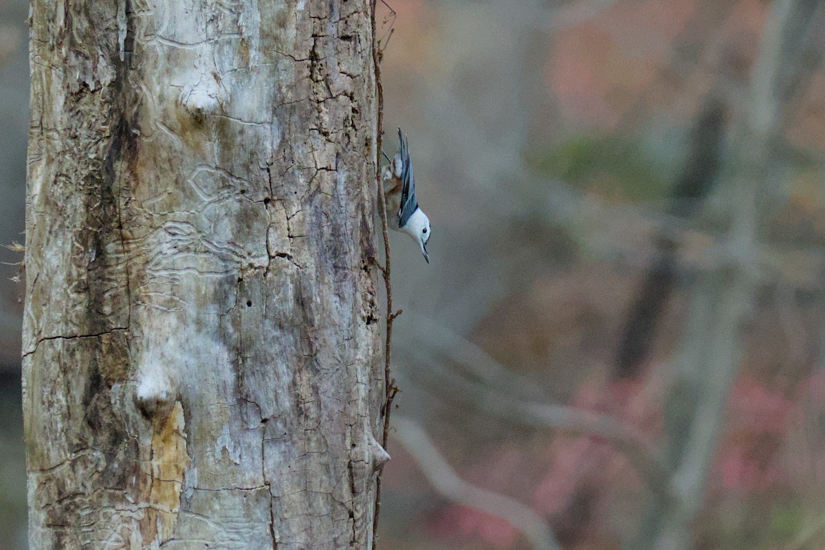 White-breasted Nuthatch - ML644888807