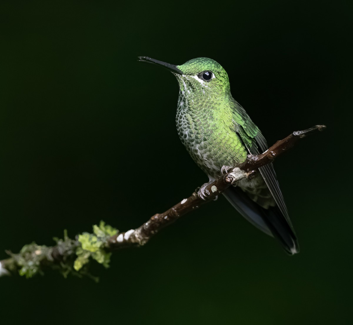 Green-crowned Brilliant - ML644888817