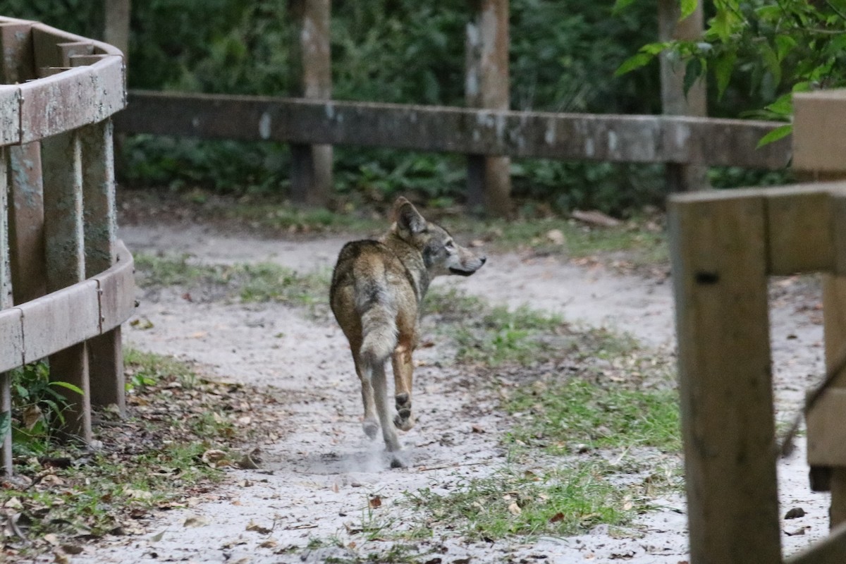 Coyote - ML644888843