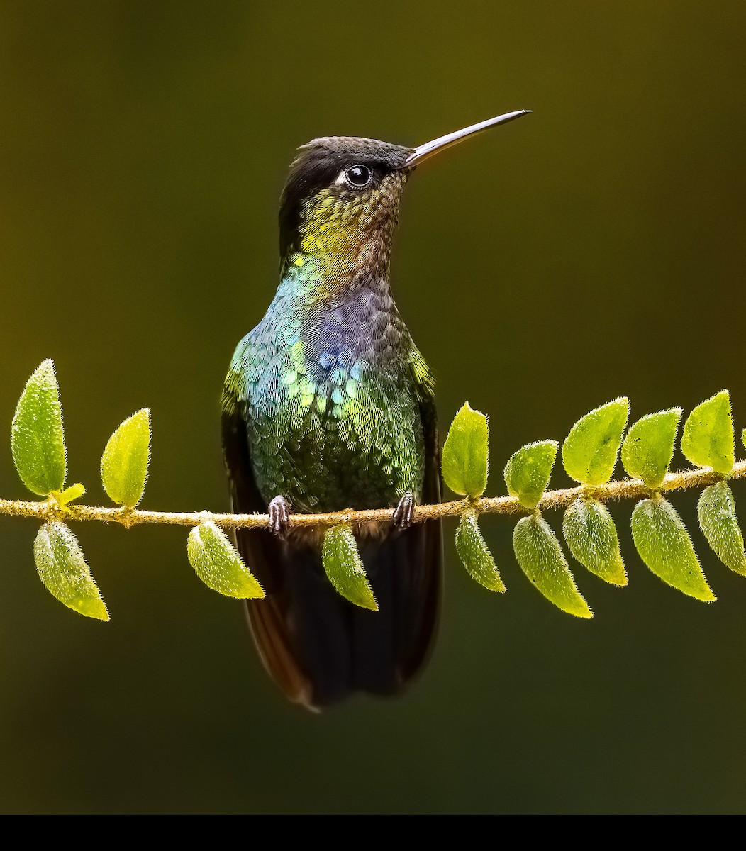 Fiery-throated Hummingbird - ML644888852