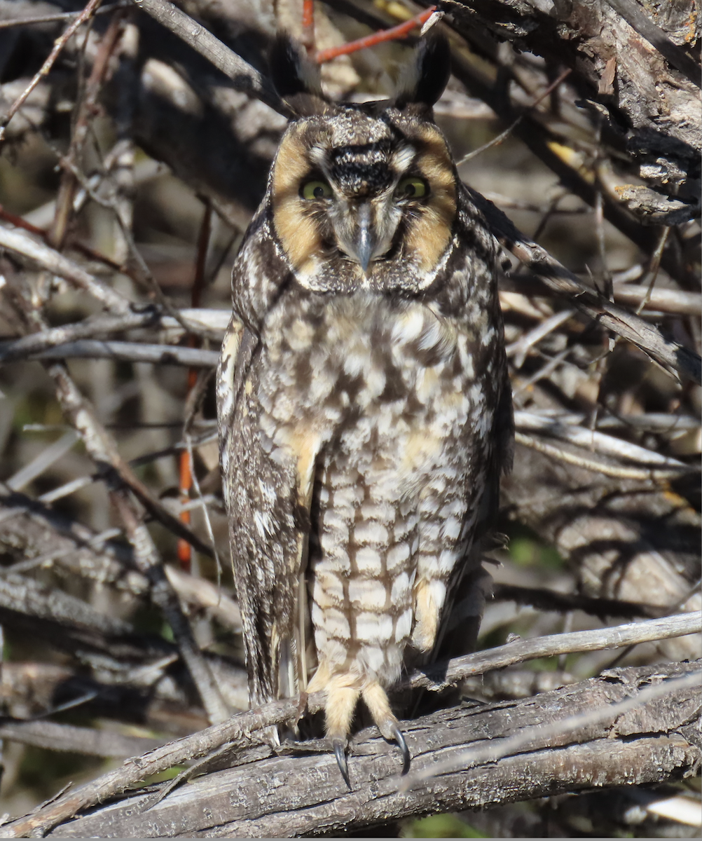 Long-eared Owl - ML644888854