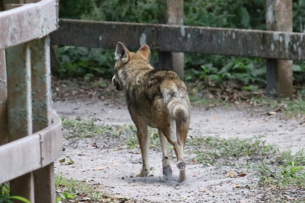 Coyote - ML644888855