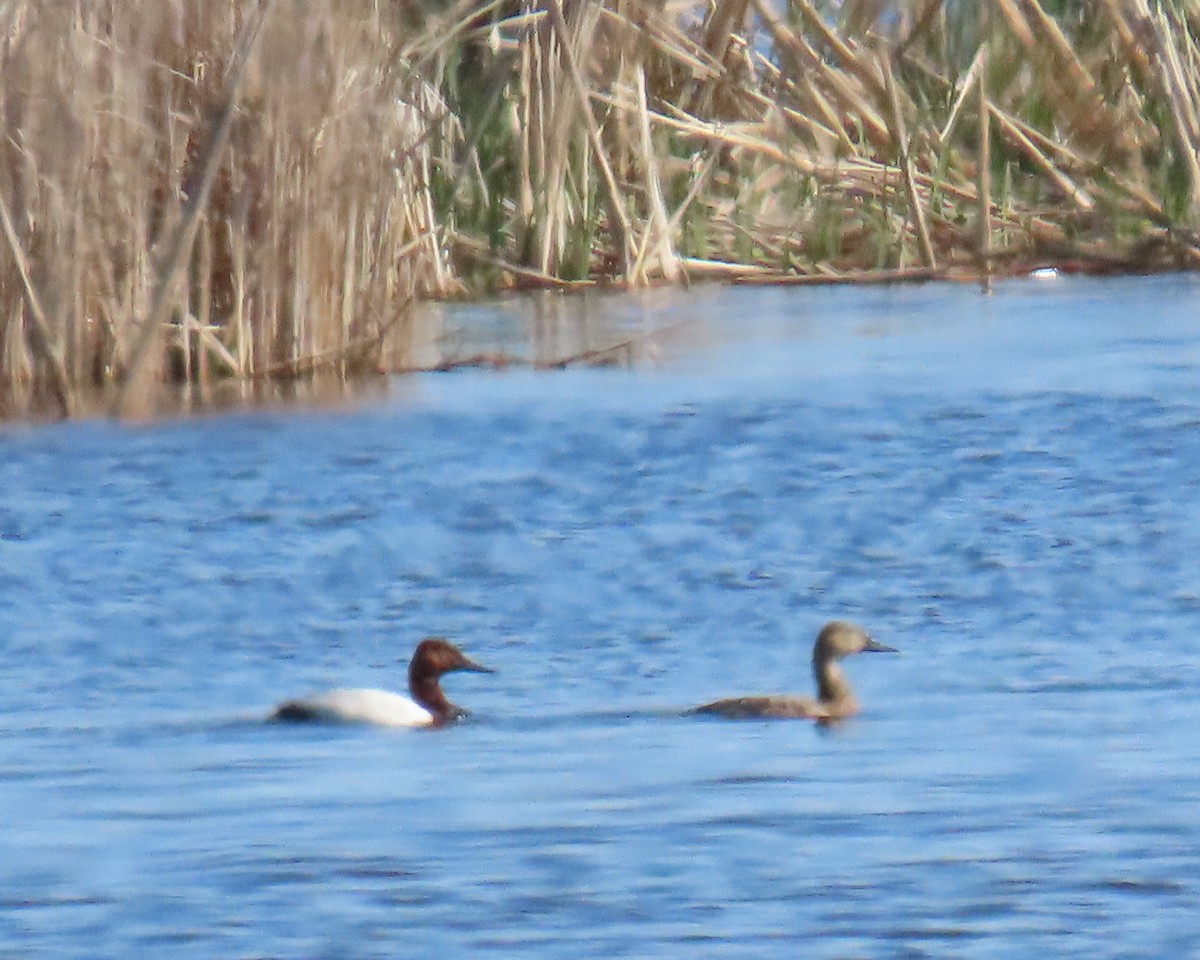 Canvasback - ML644888859