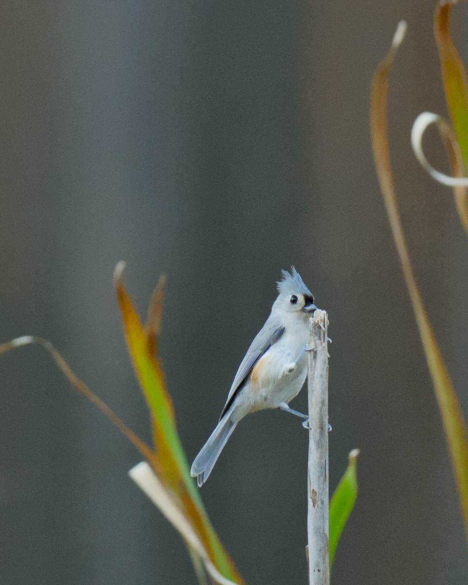 Tufted Titmouse - ML644888869