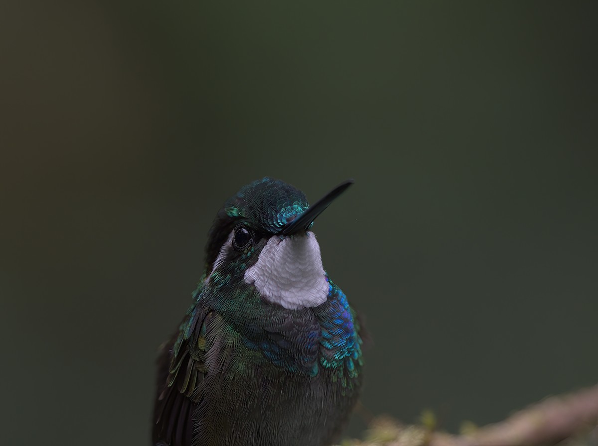 White-throated Mountain-gem - ML644888907