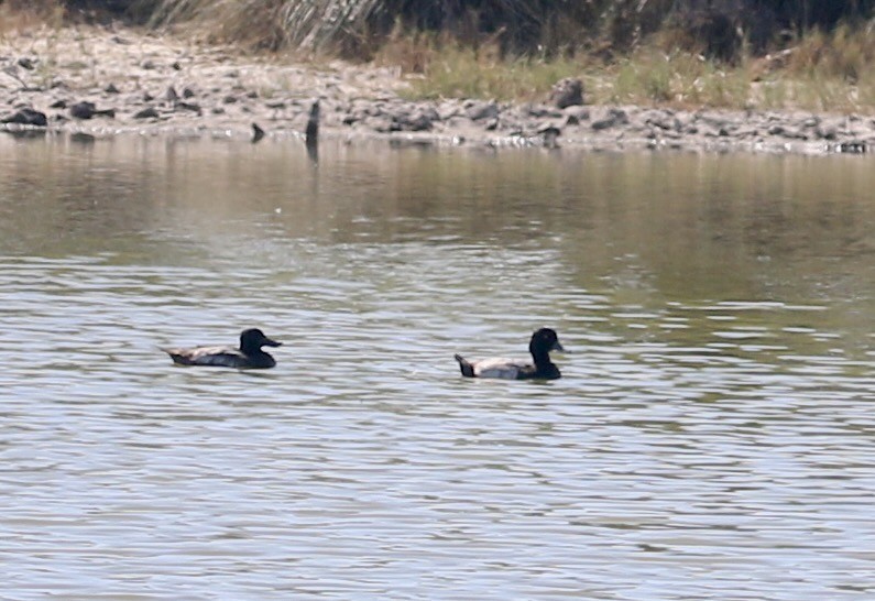 小斑背潛鴨 - ML644888918