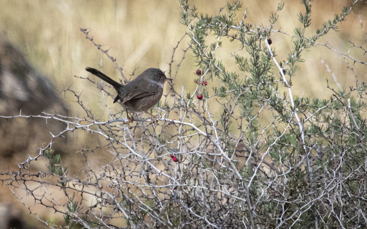 Funda Ötleğeni - ML644888919