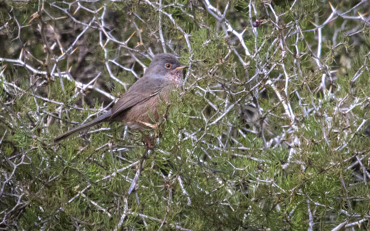 Funda Ötleğeni - ML644888933