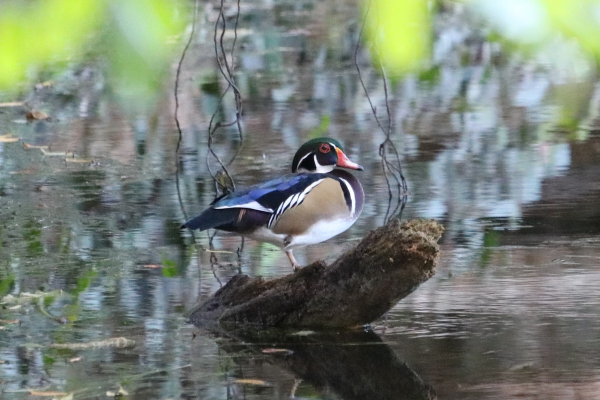 Ahate karolinarra - ML644888934