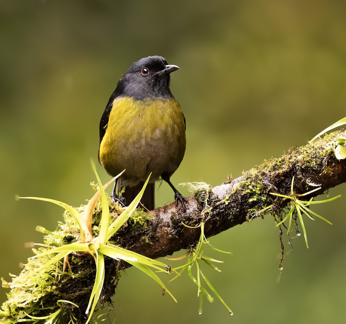 Black-and-yellow Silky-flycatcher - ML644888943