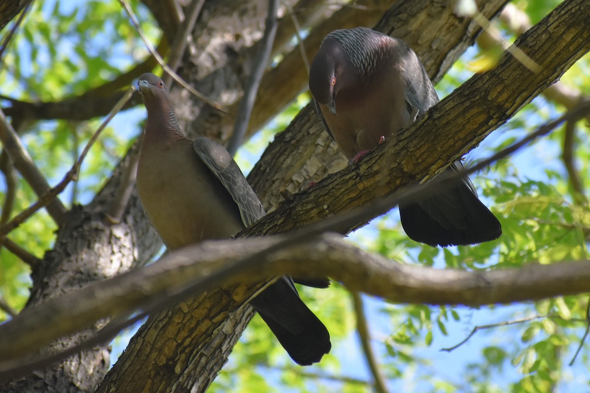 アカメバト - ML644888959