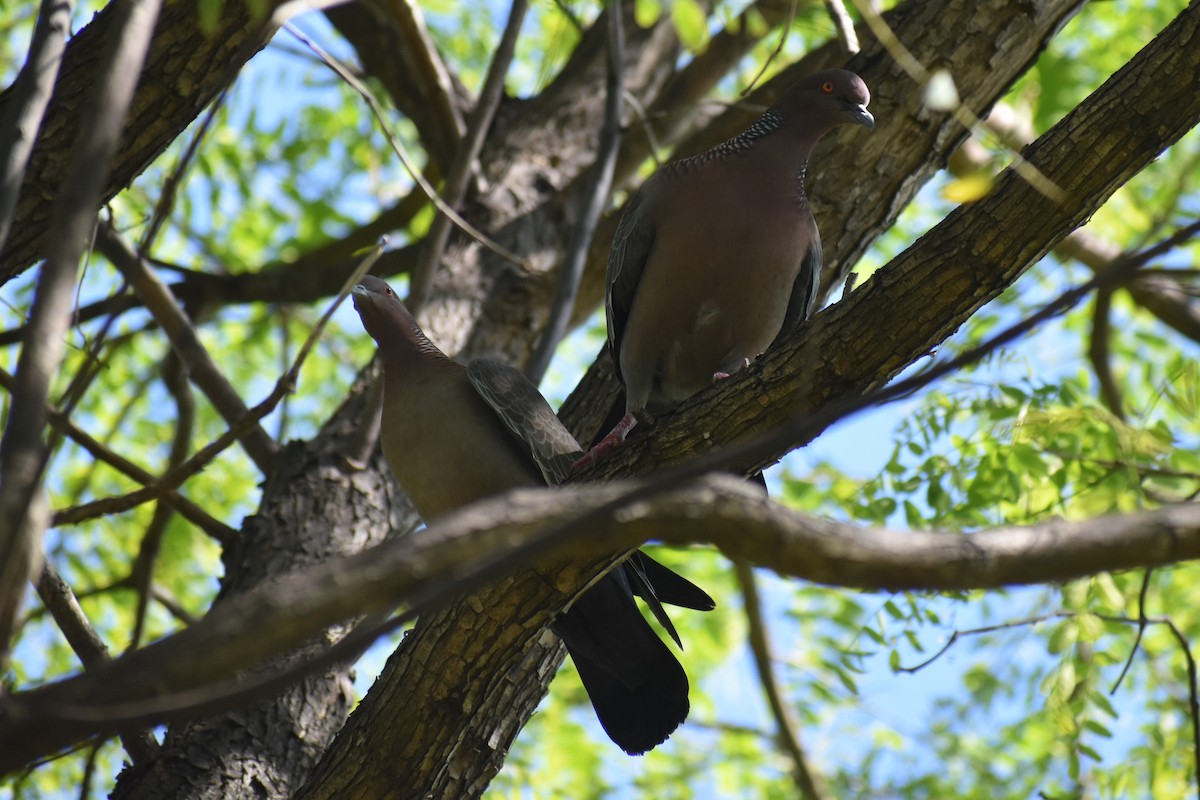 アカメバト - ML644888960