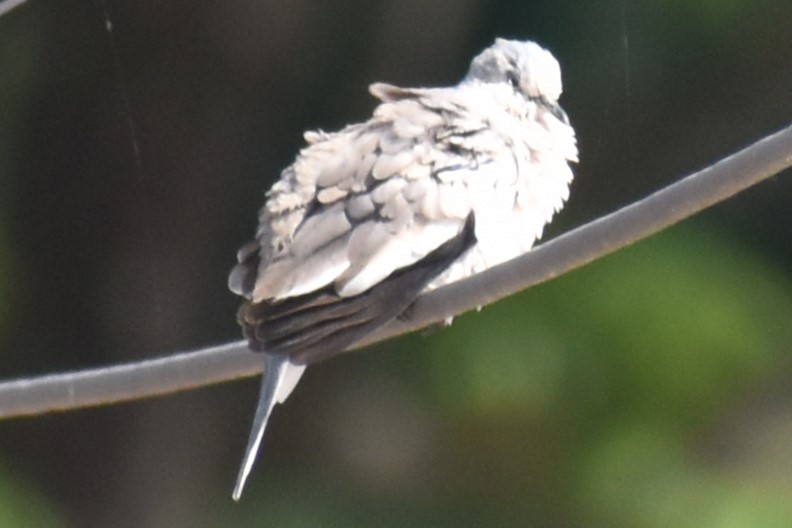 holoubek pikui - ML644888976