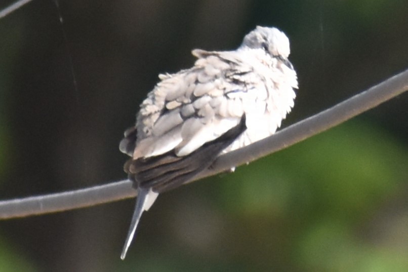 holoubek pikui - ML644888977