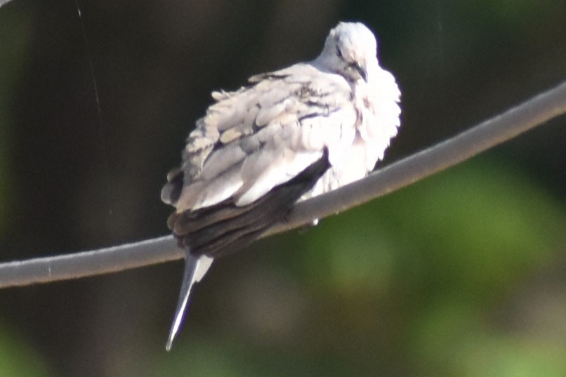 holoubek pikui - ML644888978