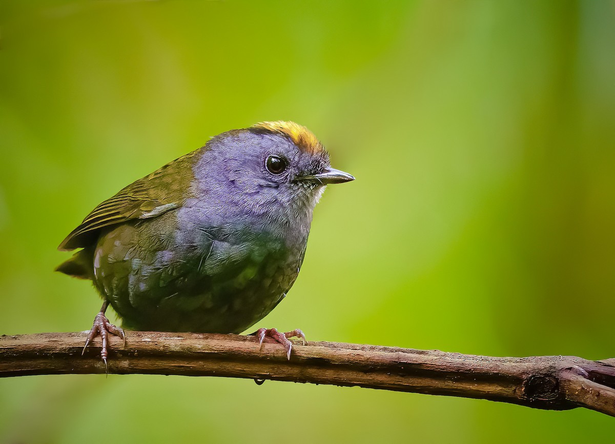 Wrenthrush - ML644888980