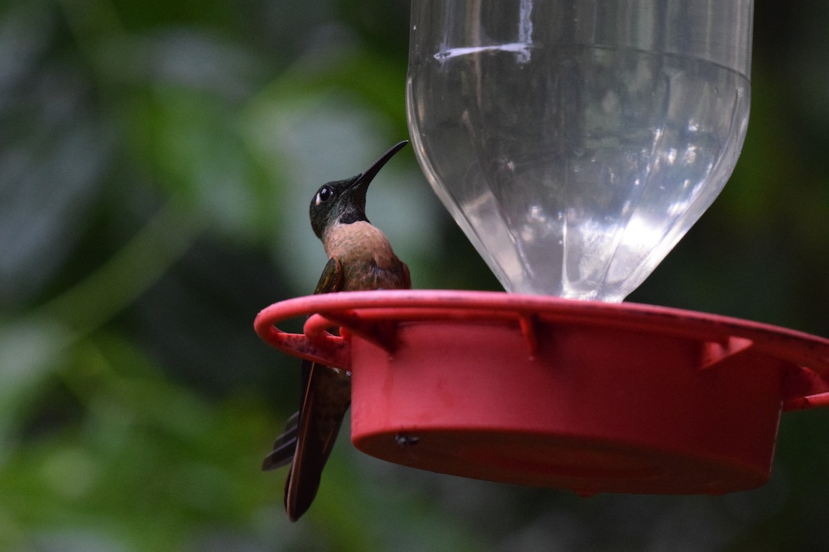 Fawn-breasted Brilliant - ML644888988