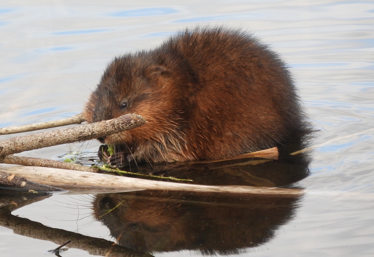 Muskrat - ML644889001