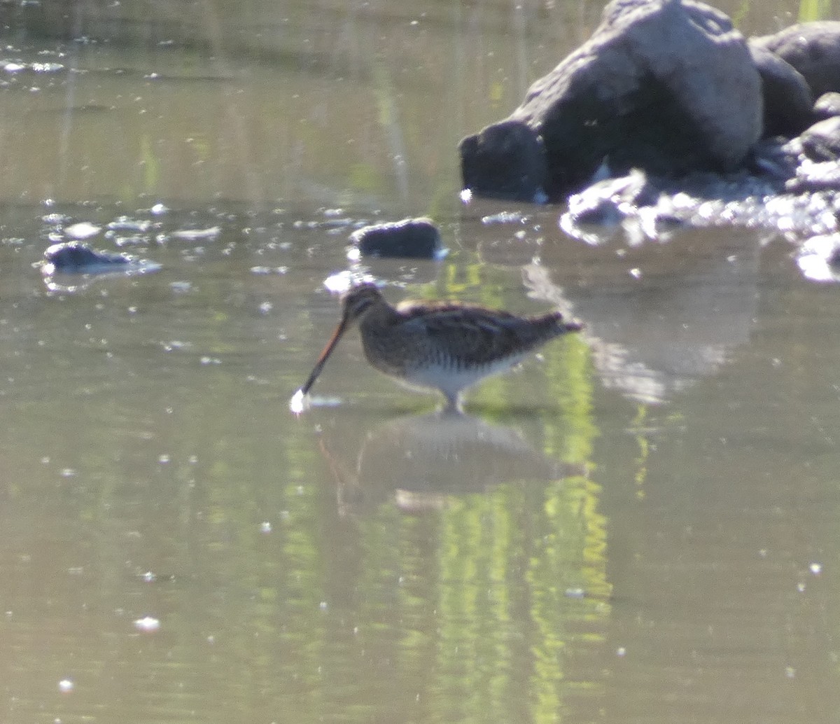 Common Snipe - ML644889002