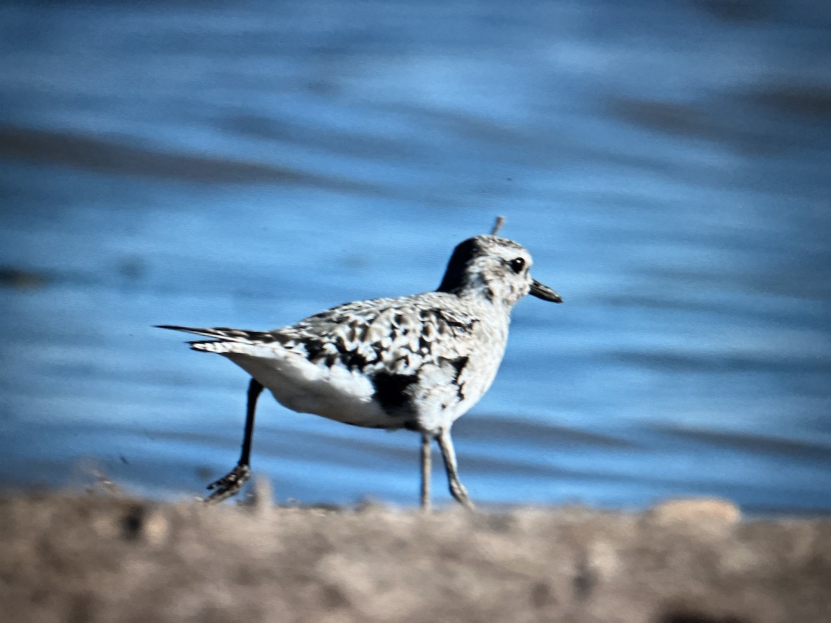 Black-bellied Plover - ML644889006