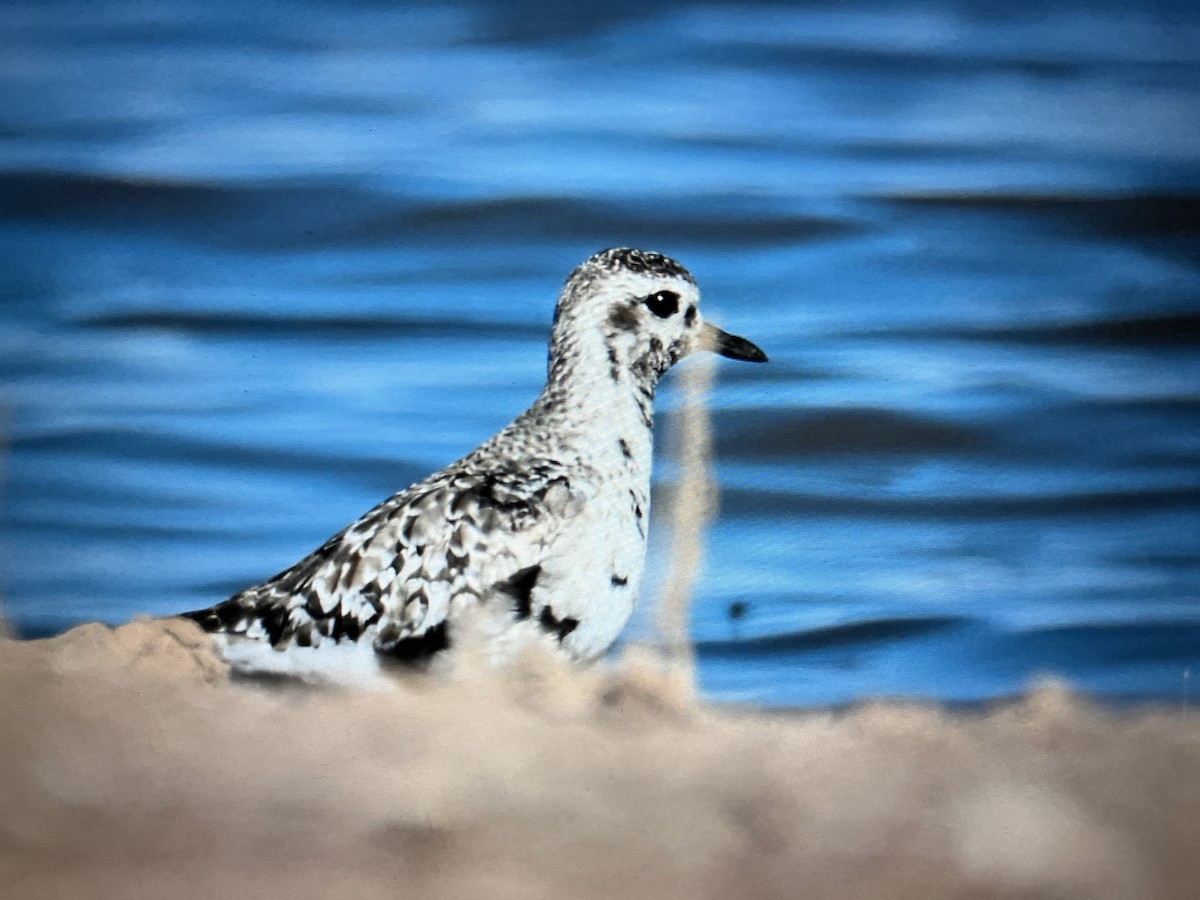 Black-bellied Plover - ML644889007