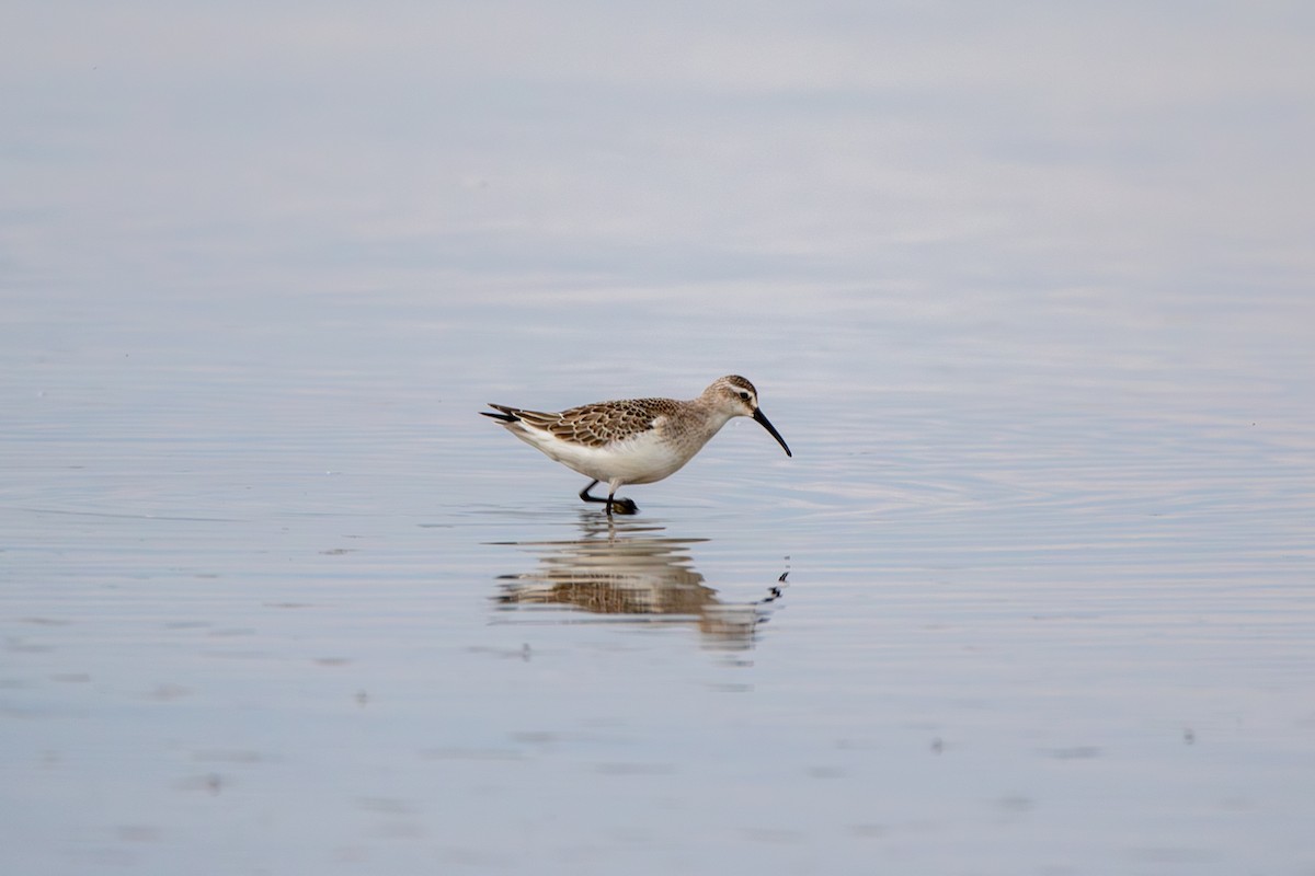 Curlew Sandpiper - ML644889021