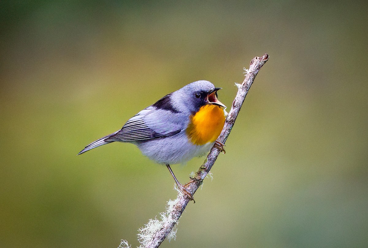 Flame-throated Warbler - ML644889022