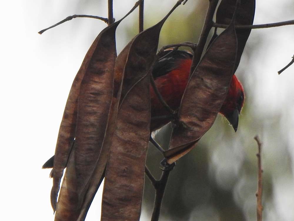 Піранга білокрила - ML644889037