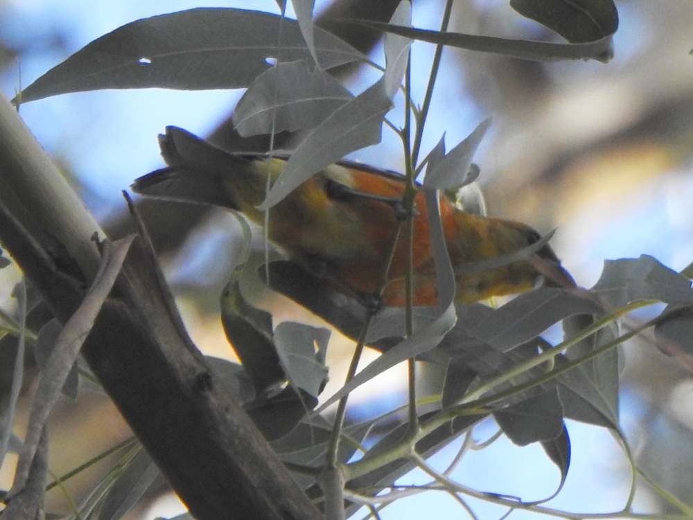 Піранга білокрила - ML644889038