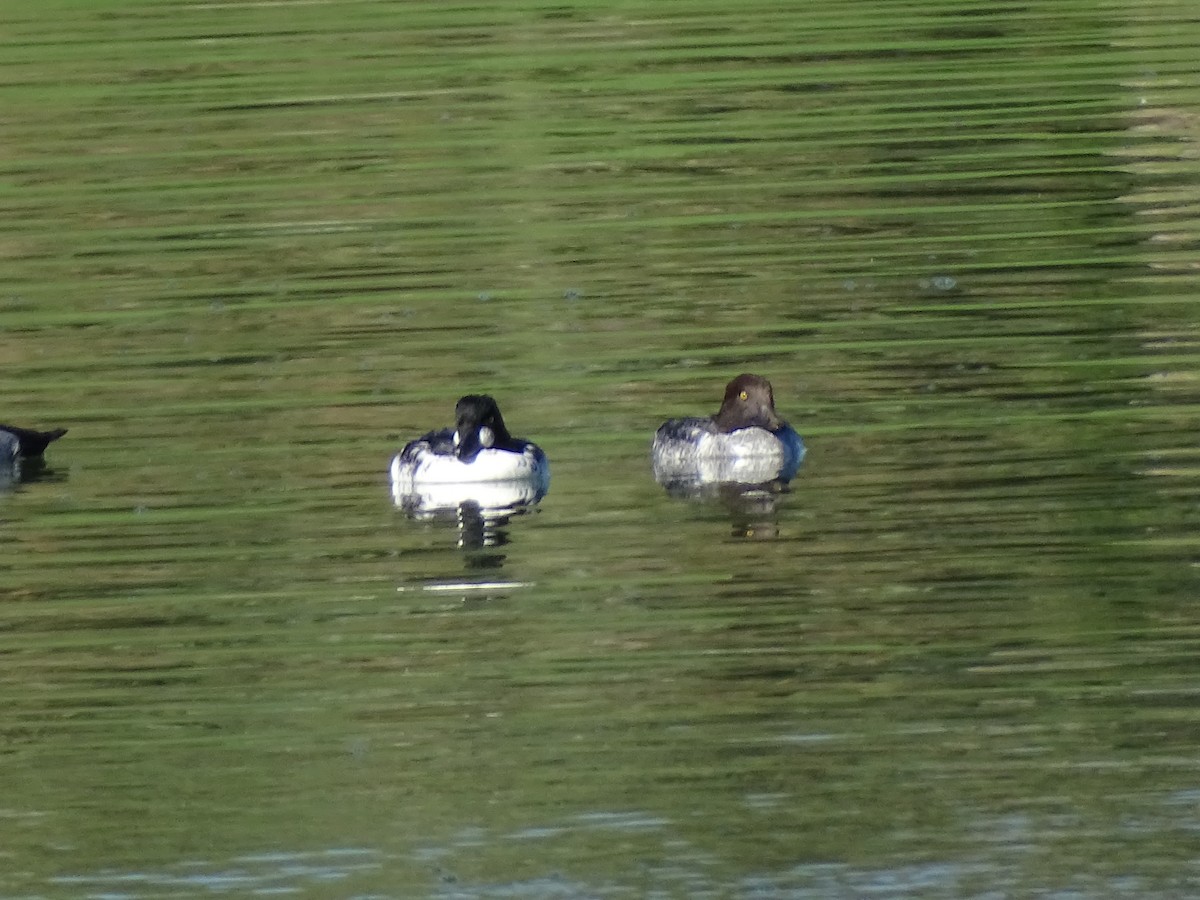 Common Goldeneye - ML644889041